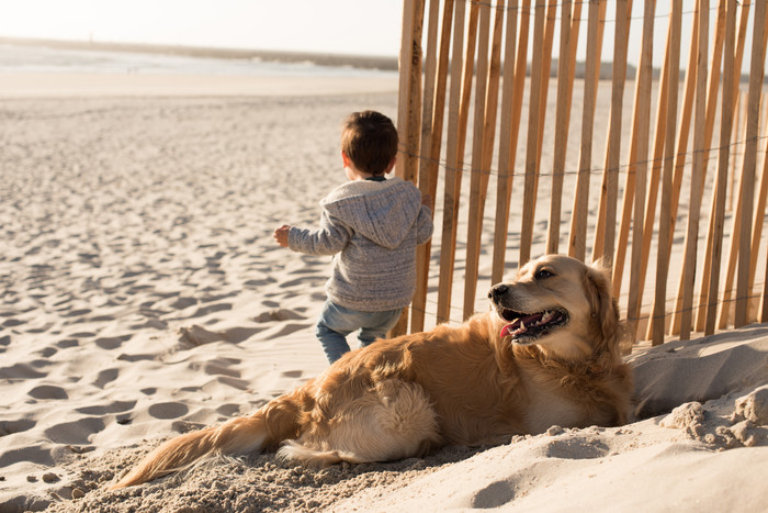 沙滩上的小男孩和大狗