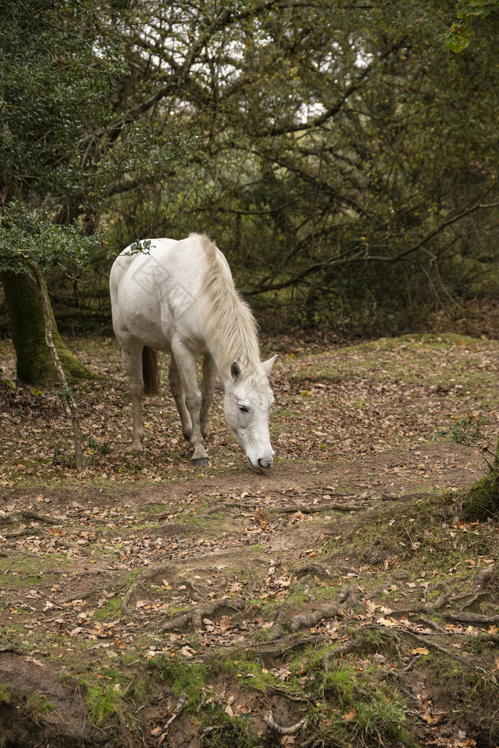 在树林里的寻找食物的小马