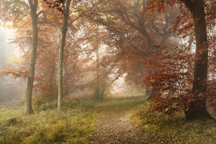 暗色小树林内摄影图