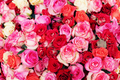 玫瑰花花簇摄影图
