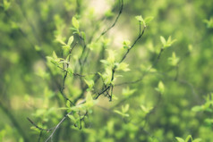 绿色调春天树枝发芽摄影图