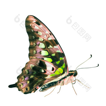 花蝴蝶昆虫摄影图