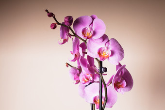 一串紫色的鲜花摄影图