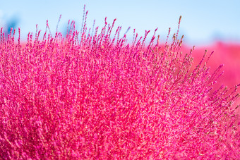 花海红色的花大自然风景户外旅游摄影图片