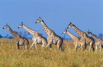 野生动物长颈鹿摄影图