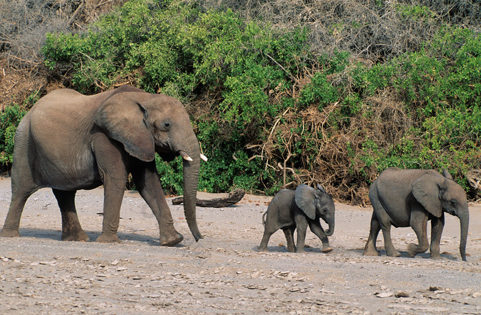 行走的非洲象摄影图
