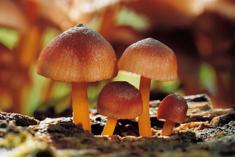 生长的红色蘑菇摄影图