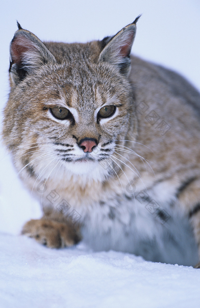 雪地上的猫咪摄影图