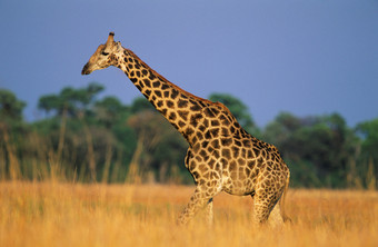 草原上的长颈鹿摄影图