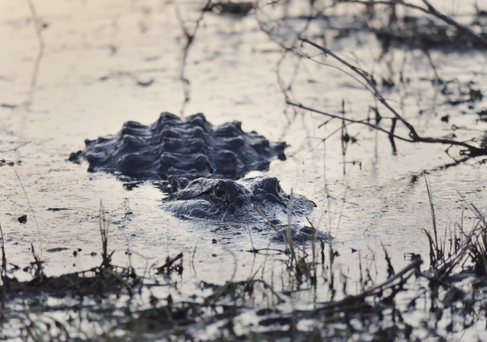 深色调水中隐藏的鳄鱼摄影图