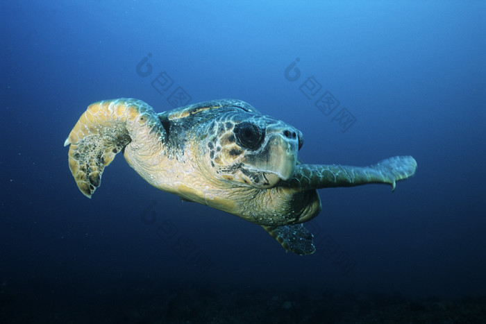 暗色调水中的海龟摄影图