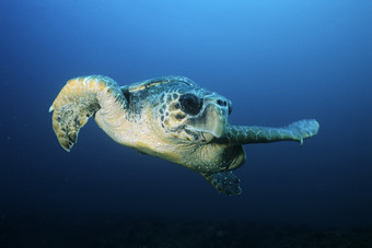 暗色调<strong>水中</strong>的海龟摄影图