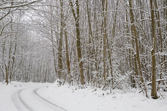 暗色雪后的树林摄影图