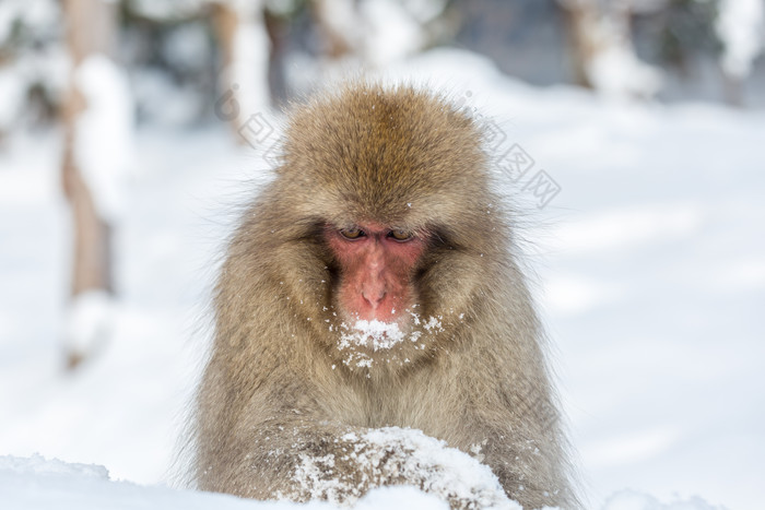 清新雪中的猴子摄影图