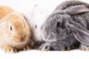 可爱兔子动物摄影图