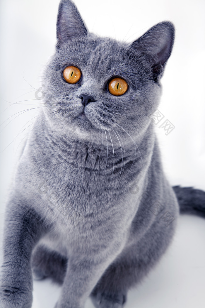 可爱的灰色猫咪坐立