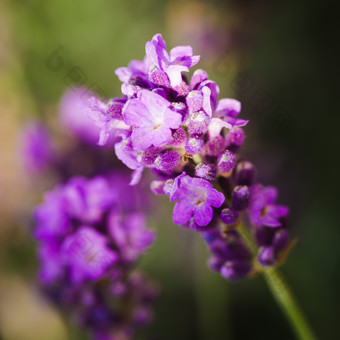 紫色花朵花枝花卉