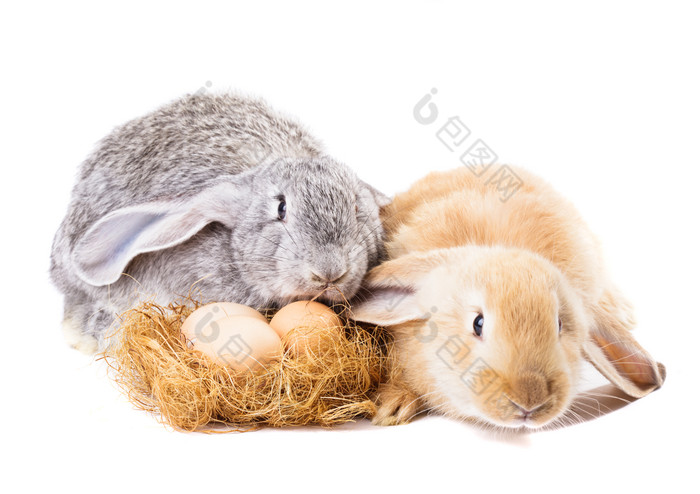 可爱的小兔子和鸡蛋