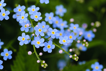 盛开的蓝色小花摄影图