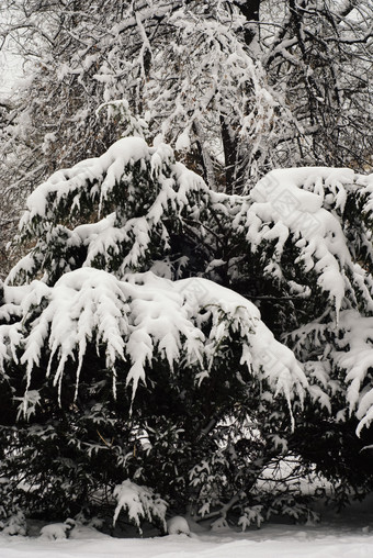 冬季树木上的积雪