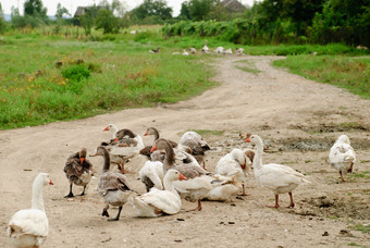 道路上的一群鸭子