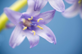 唯美风紫色小花摄影图