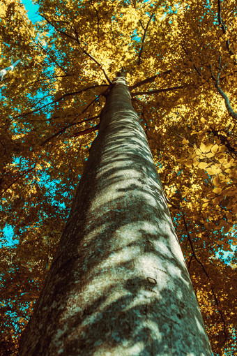 秋季参天大树摄影图
