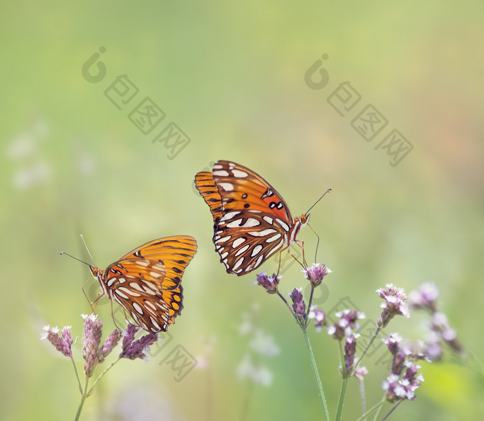 小清新两只蝴蝶摄影图