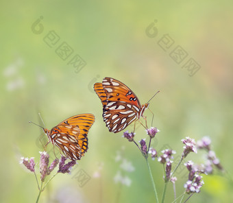 小清新两只蝴蝶摄影图