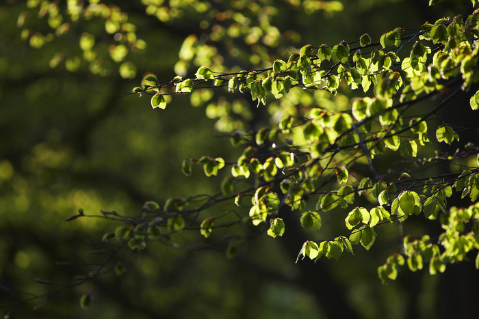 绿色调厚树叶摄影图