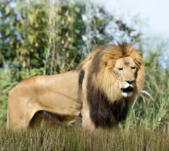 暗色调草地中的<strong>狮子</strong>摄影图