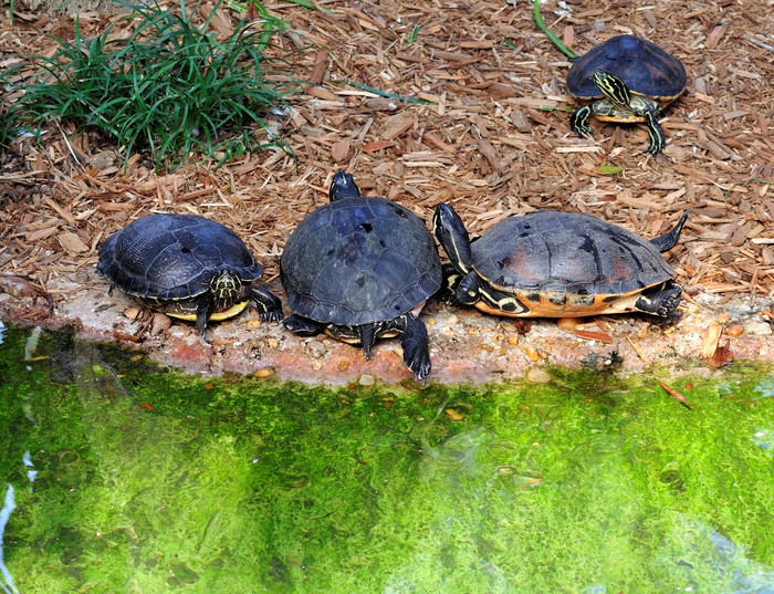 乌龟兽牲畜爬行动物