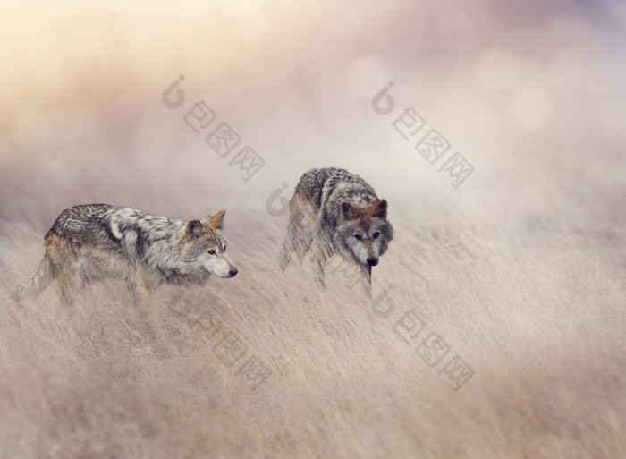 旷野上的动物狼摄影图