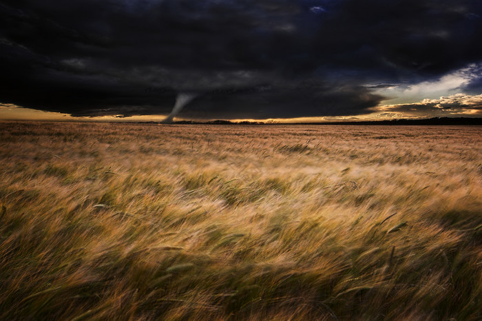 黑色云层下麦田中的龙卷风
