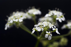 野生的白色小花花枝