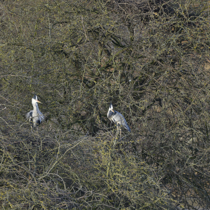 两只白鹭动物摄影图