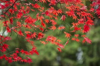 秋季模糊树林中的<strong>红色枫叶</strong>
