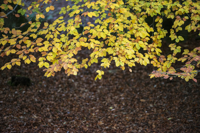 秋季凋落的树叶和树木