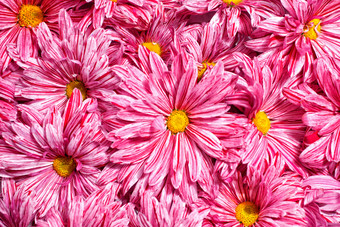 粉色调漂亮的花朵摄影图