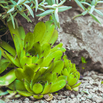 石头边的<strong>多肉</strong>植物