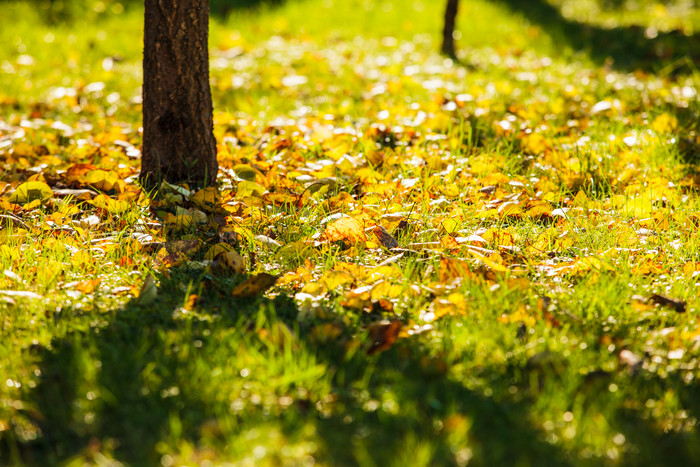 秋季阳光下草坪上的落叶