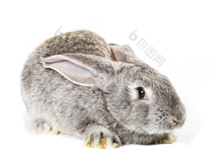 灰色兔子动物摄影图
