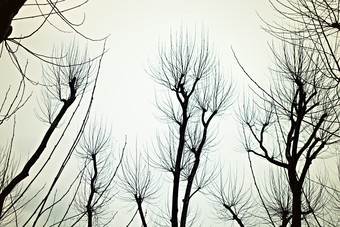 简约稀疏的树木摄影图