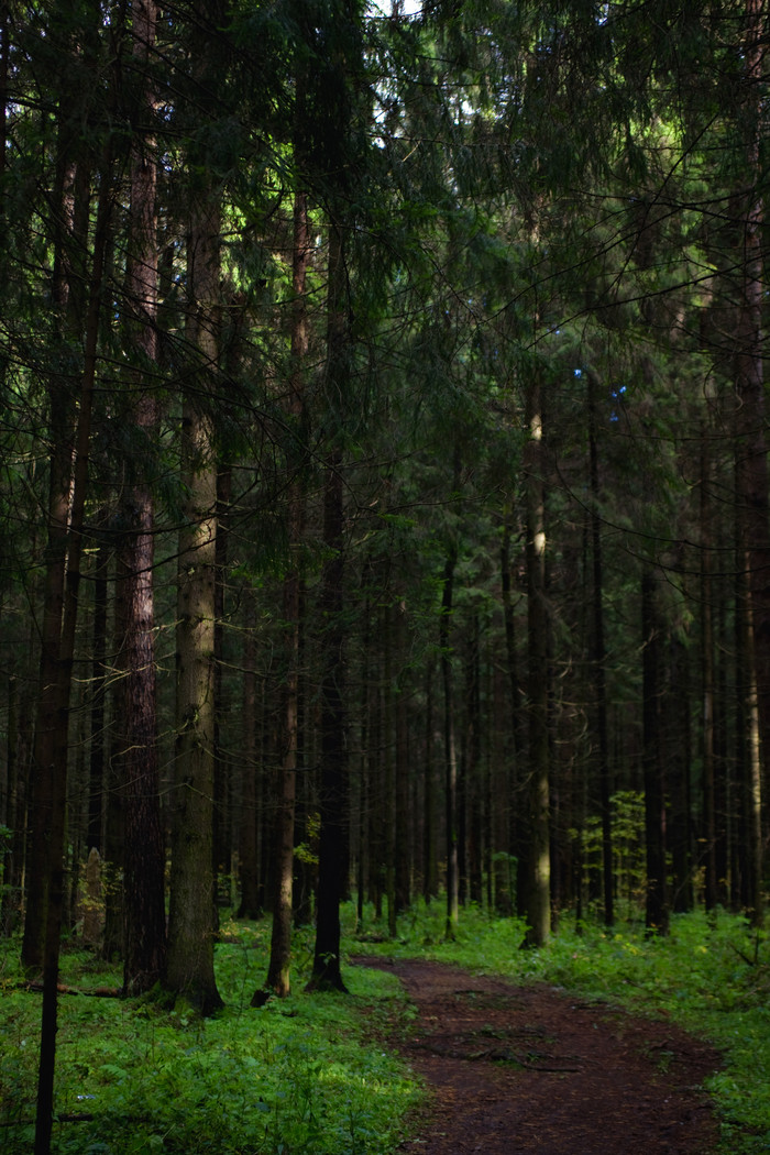 暗色调大树林摄影图