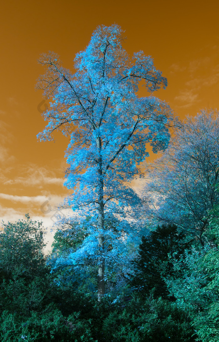蓝色树木植物摄影图