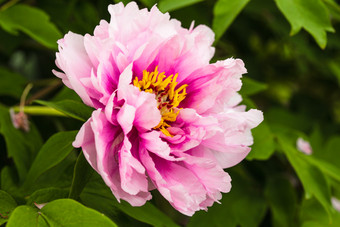 大自然粉色鲜花花朵