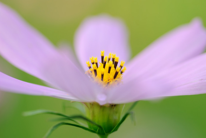 田野上的紫色小花