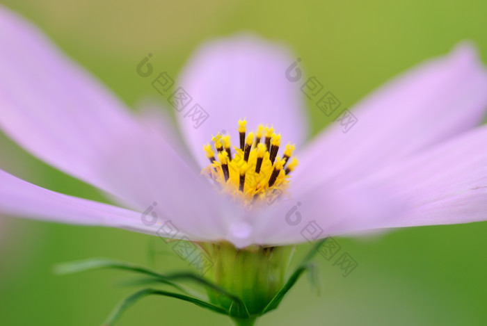 田野上的紫色小花