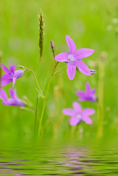 紫色花朵花枝枝条