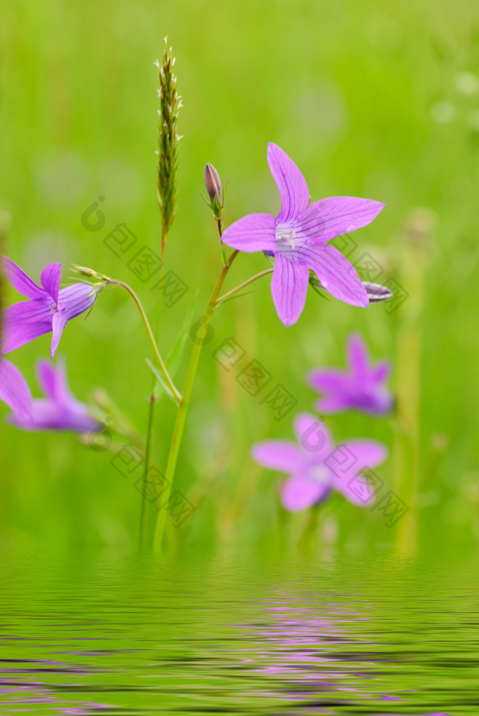 紫色花朵花枝枝条